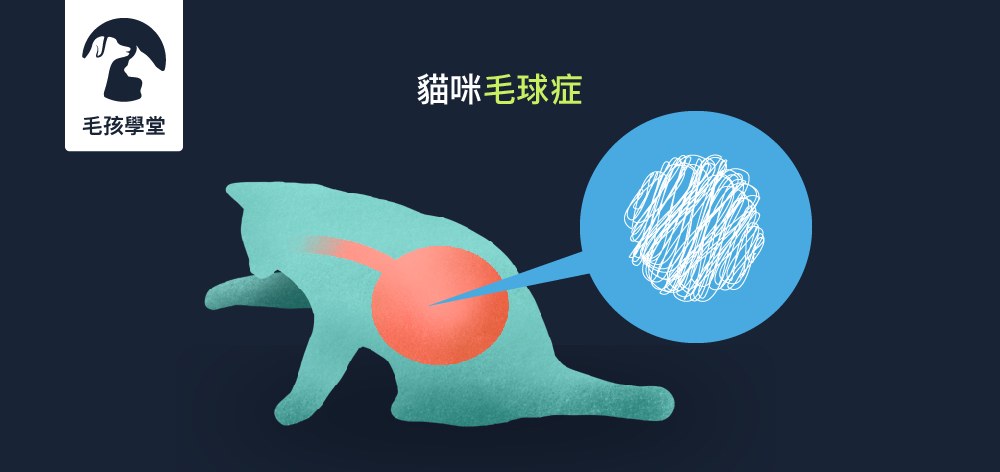 貓奴必看！讓獸醫師帶你了解貓咪毛球症